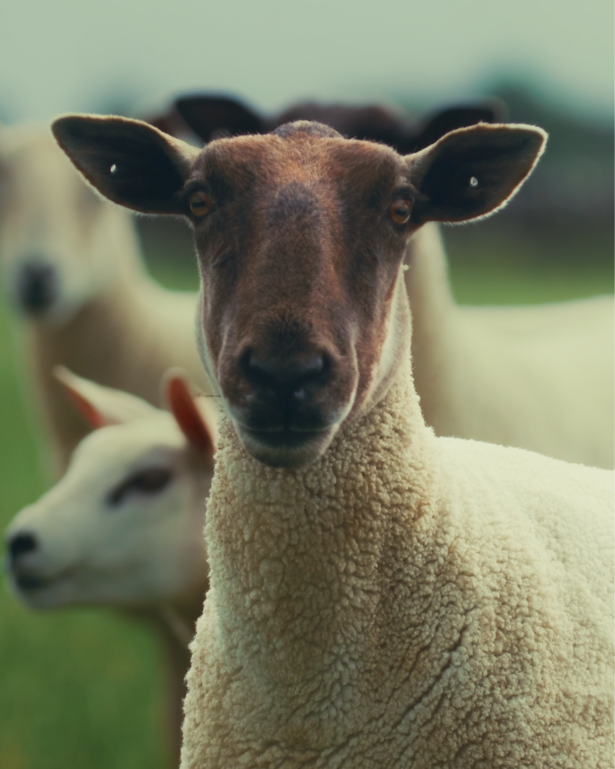 PLANET SHEEP